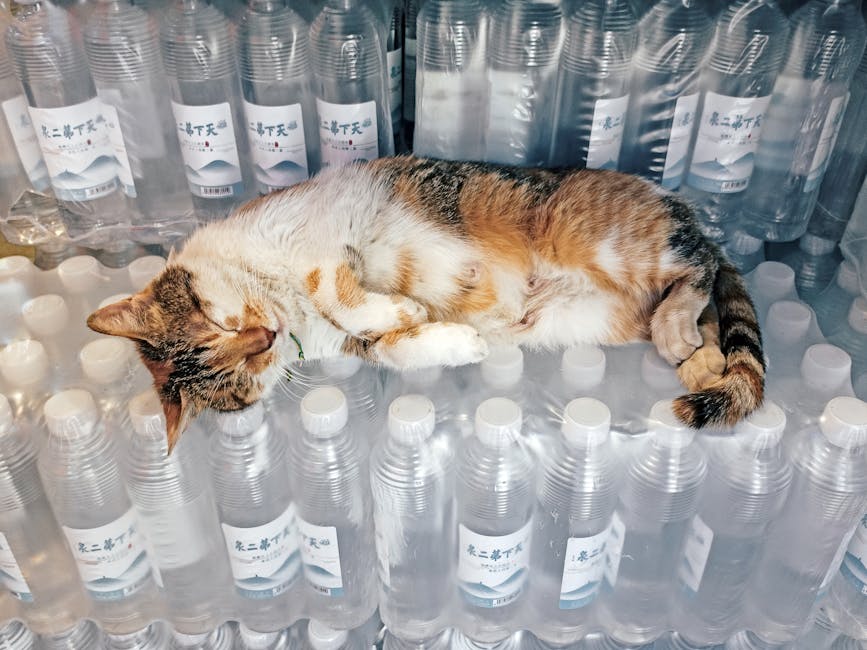 店内に積み上げられた水のボトルの上でリラックスして眠る猫。
