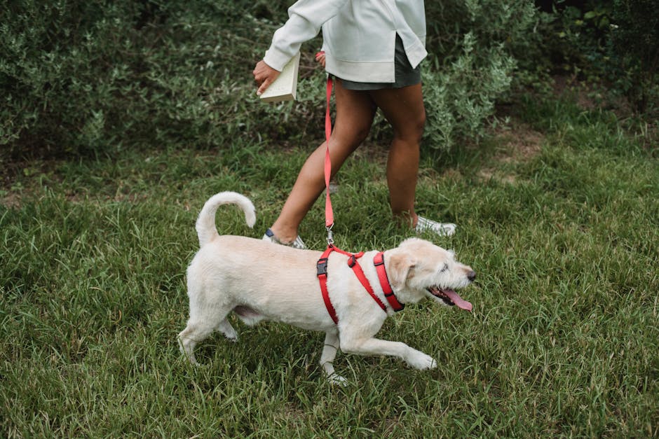 かわいい子犬と一緒に歩く作物の女性