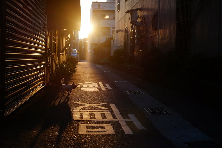 ゴールデンアワー, シティ, シルエットの無料の写真素材