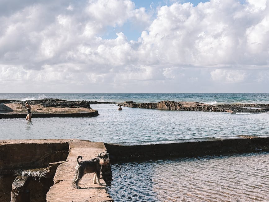 犬、泳いでいる人、そして美しい雲のある静かな海岸の風景。