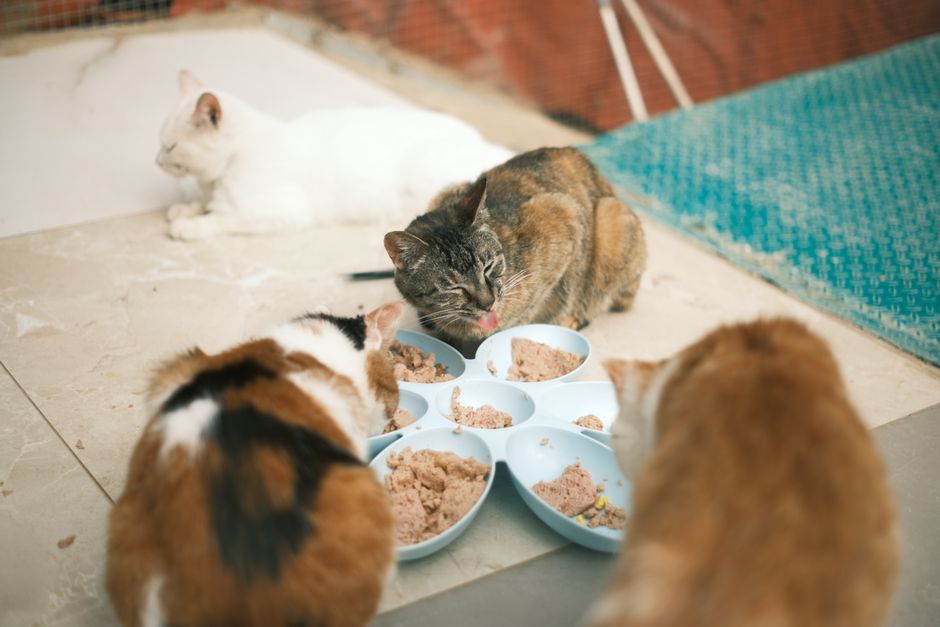 えさの時間, かわいい動物, キャットフードの無料の写真素材