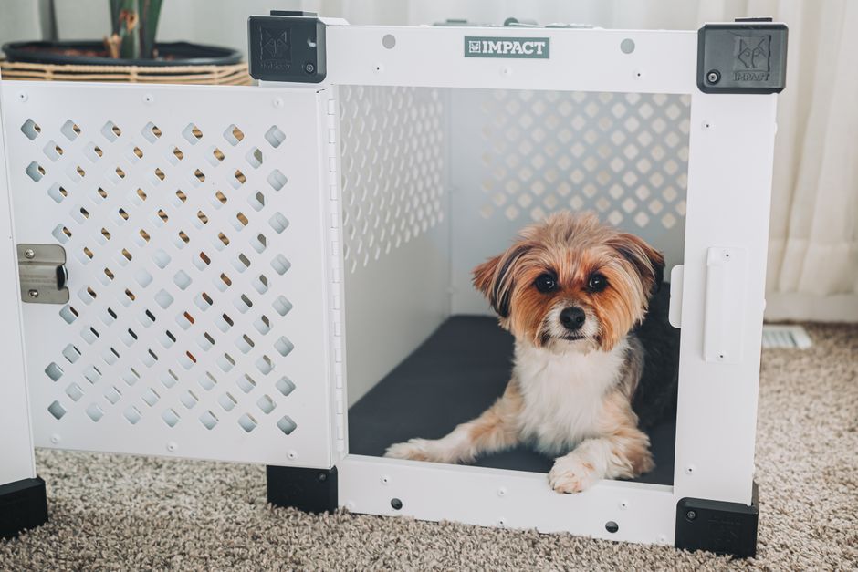 家でくつろぐ犬連れの若いカップル