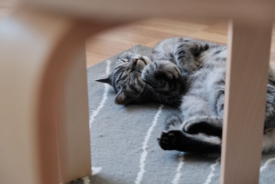 横になっている猫の写真