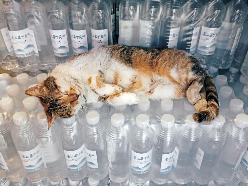 店内に積み上げられた水のボトルの上でリラックスして眠る猫。