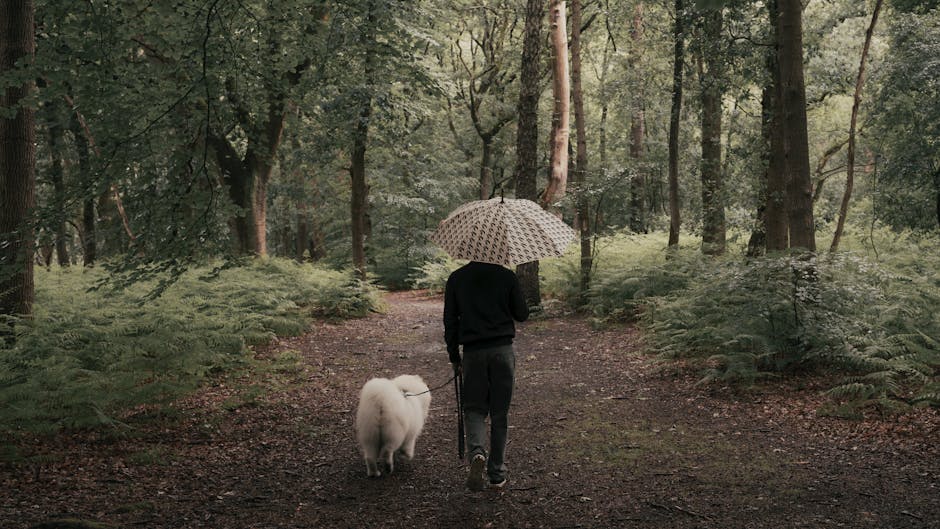 傘を持った男性が雨の降る森の小道に沿って犬を散歩させています。