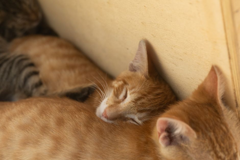 室内で寄り添って眠る子猫たちの優しい瞬間。温かさと静けさが伝わってきます。