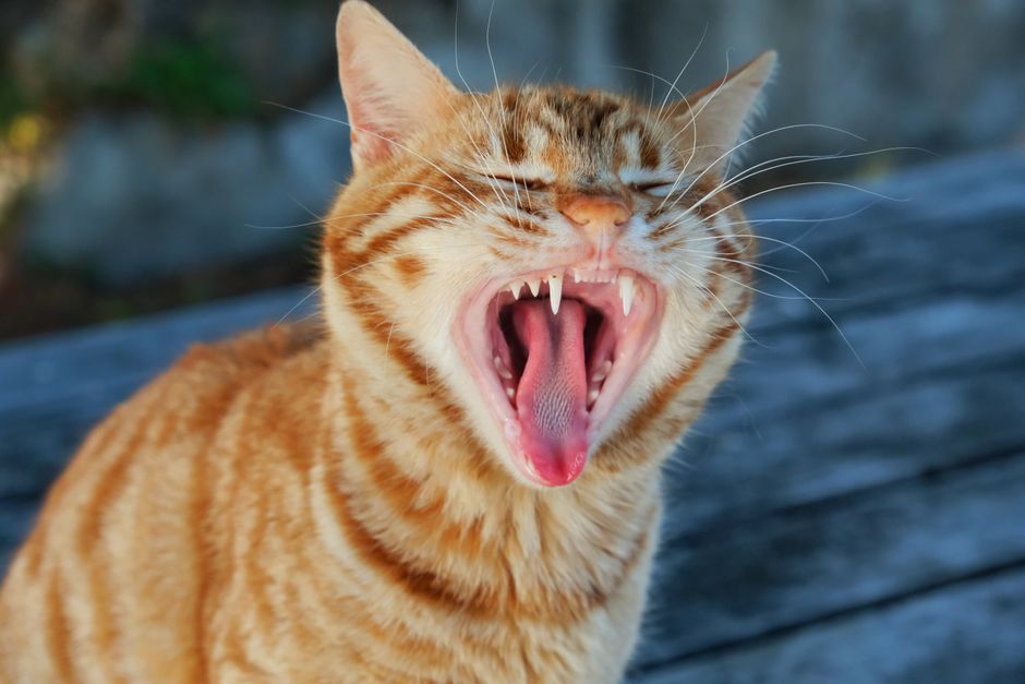 あくびをしている茶トラ猫が、木製の表面に歯を見せているクローズアップ写真。