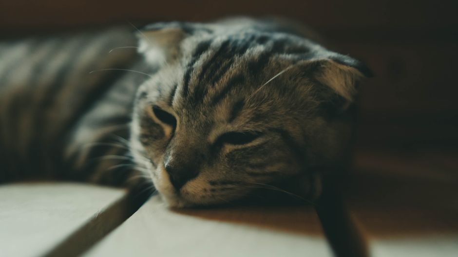 白い布の上に横たわっている茶色のぶち猫