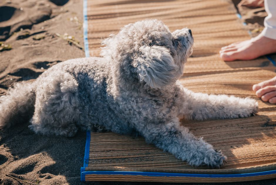 coton de tulear, あたたかい, カーリーファーの無料の写真素材