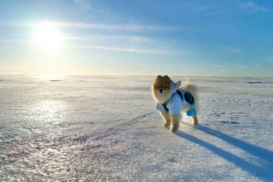 ポメラニアンが晴れた青空の下、氷の冬の風景を歩いています。