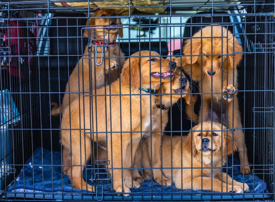 かわいい子犬, ゴールデンレトリバー, ゴールデンレトリバーの子犬の無料の写真素材