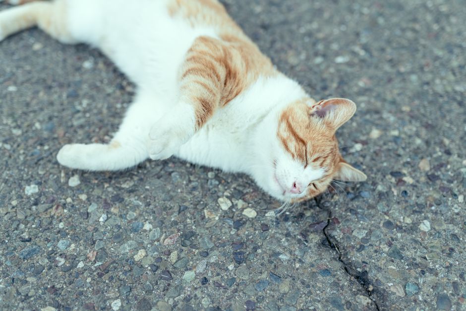 うそ, がととまんどばんほデソル, かわいらしいの無料の写真素材