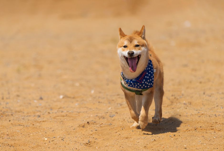 4本足, アクセサリー, かわいらしいの無料の写真素材