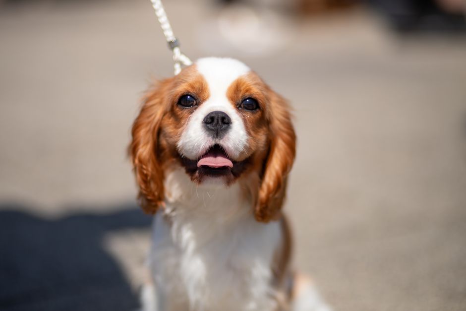 @アウトドア, アニマルラバー, かわいい犬の無料の写真素材