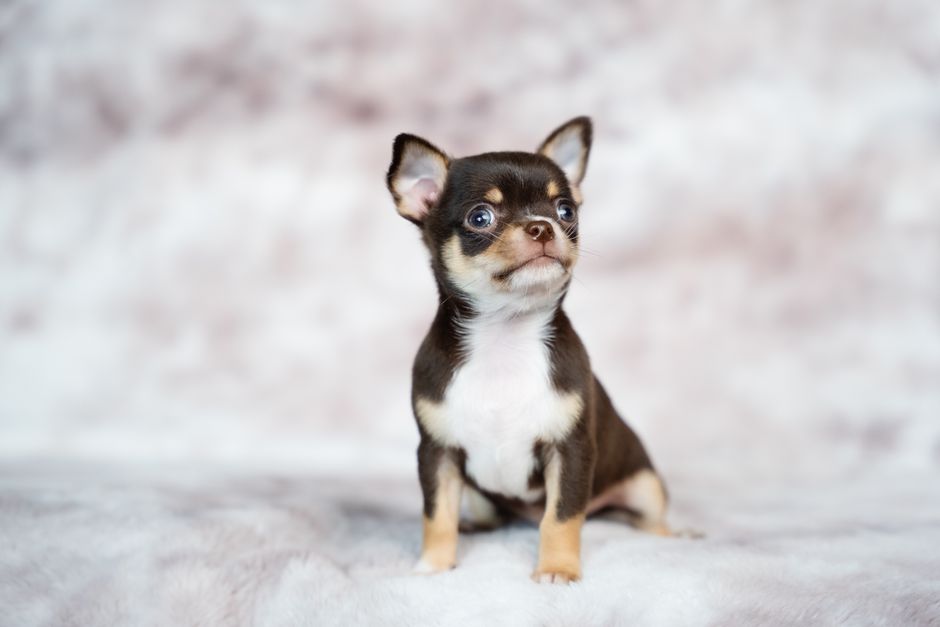 チョコレートチワワの子犬 