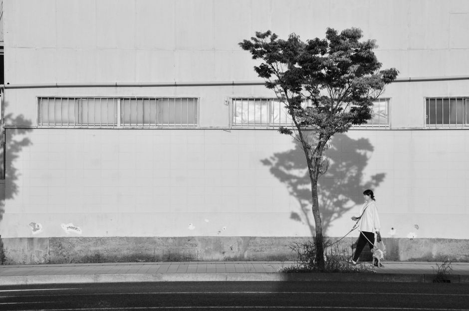 木の影のある都市の壁に沿って犬を散歩させている女性の白黒写真。