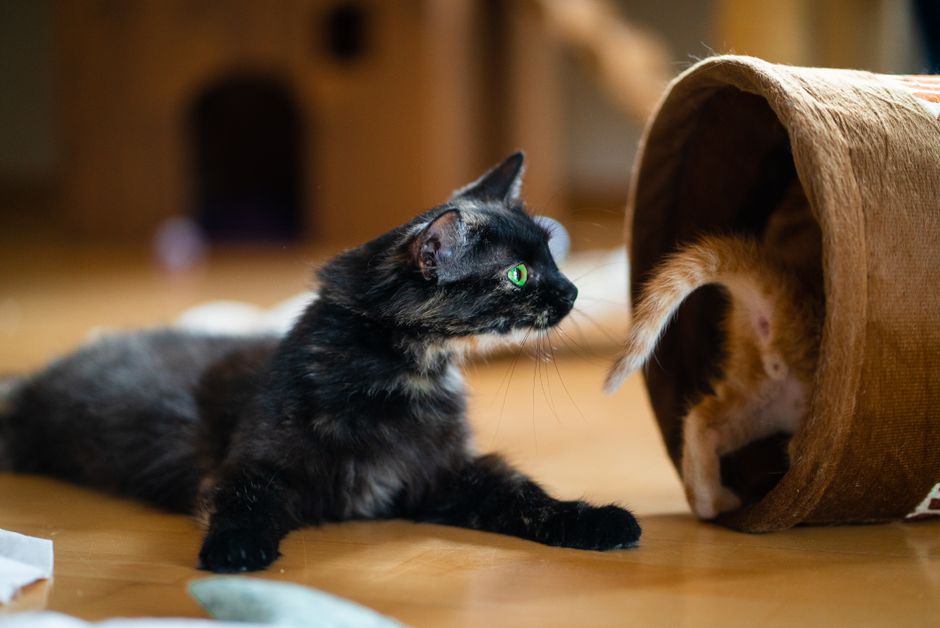 いたずら好きな猫, かわいいペット, キティの無料の写真素材