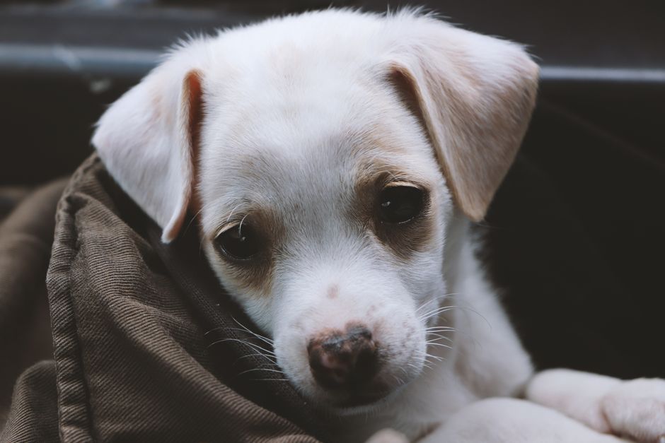 ブランケットに包まれた可愛い白い子犬が、室内で無邪気さを見せています。