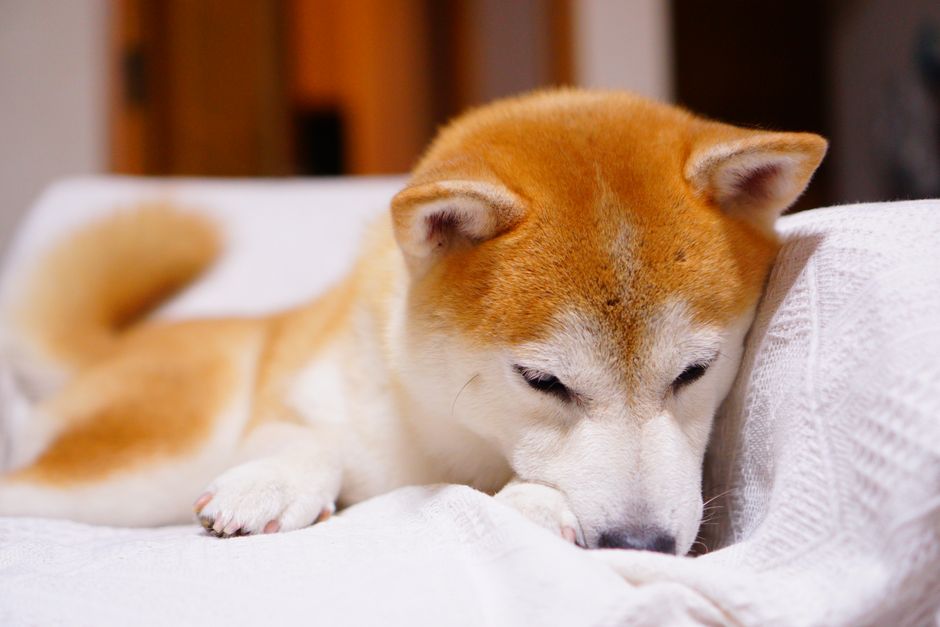居心地の良い白い毛布の上でくつろぐ可愛い柴犬の子犬のクローズアップ。