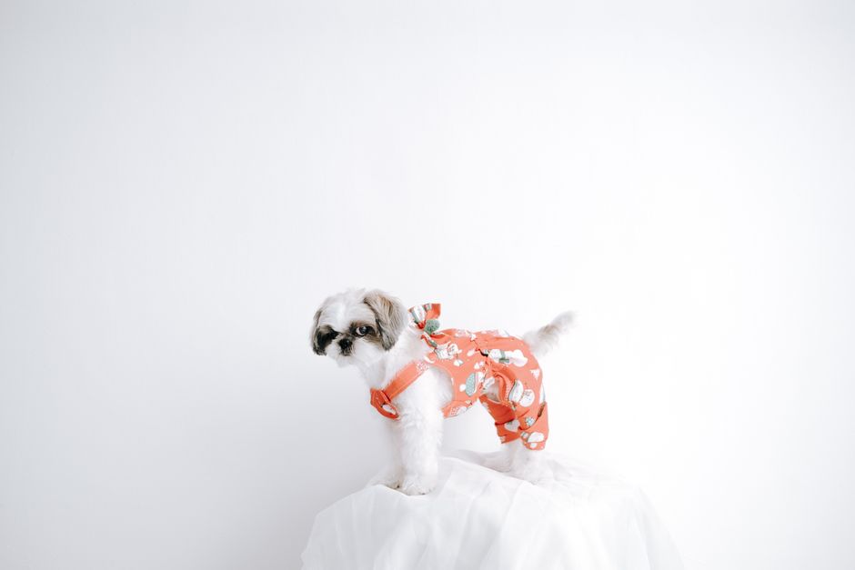 犬服を着て立つシーズー。鎌倉ドッグなど小型犬の服選びの参考イメージ
