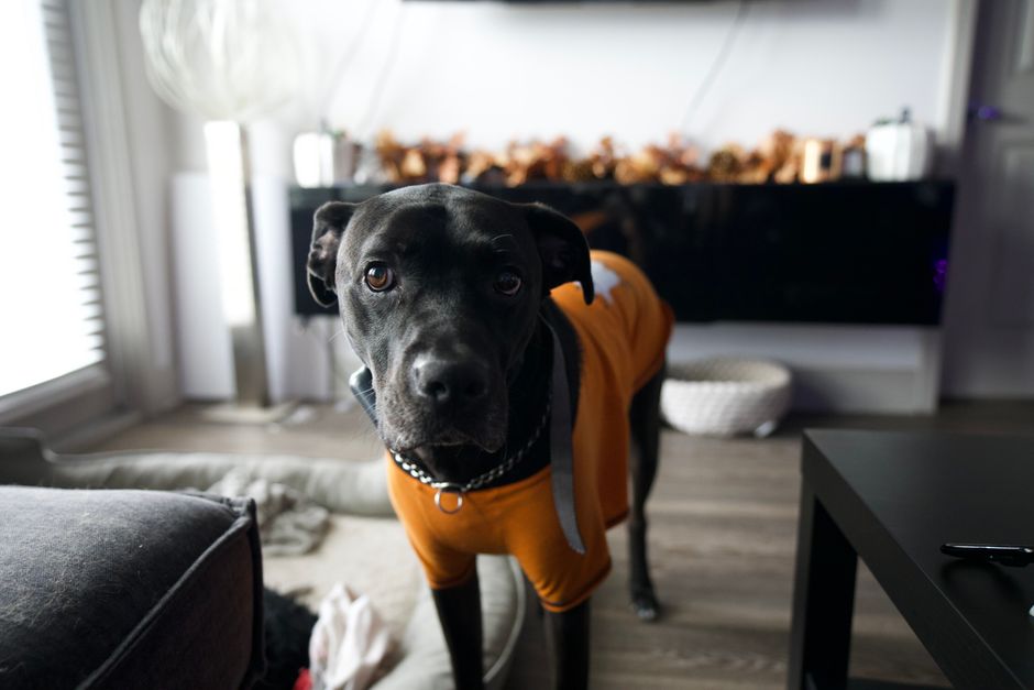 着せやすい犬服を着て室内で過ごす犬