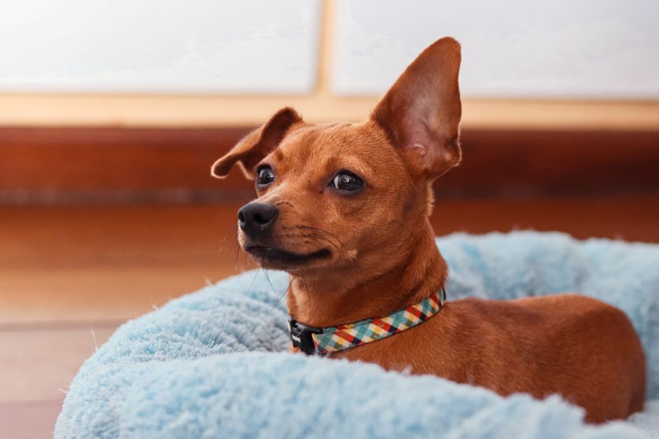 魅力的な茶色の犬が、室内の柔らかい青いペットベッドで耳を立てています。