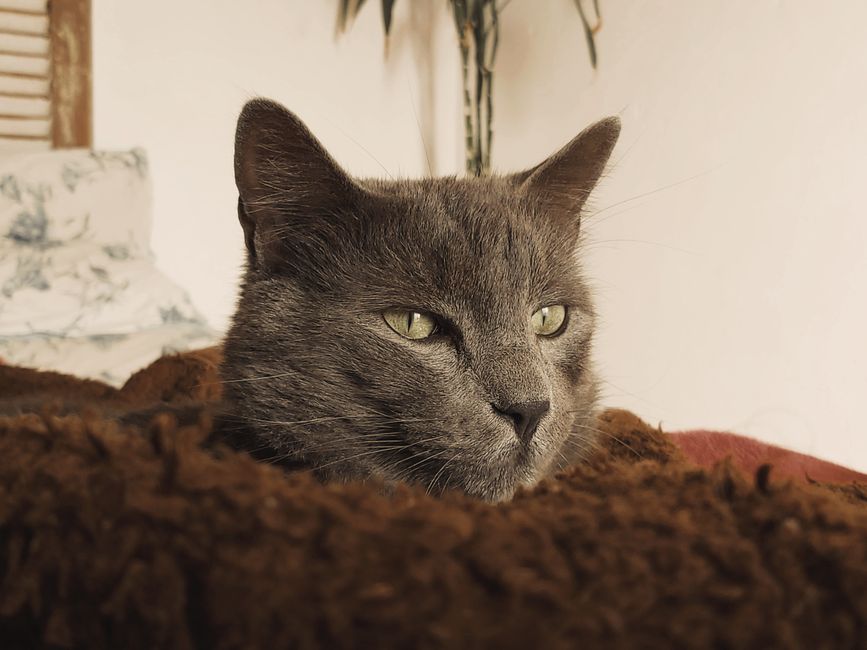 室内でブランケットの上でリラックスしている緑色の目を持つおとなしいグレーの猫。