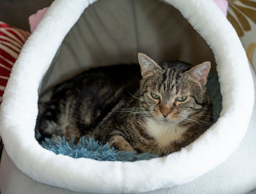 家でふわふわの白いペット用ベッドでくつろいでいるタビー猫。