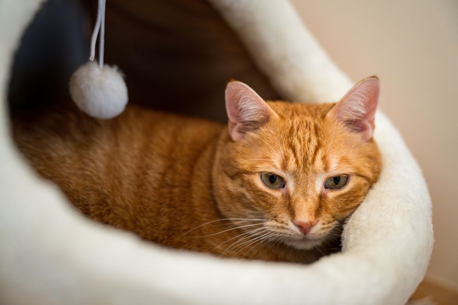 猫ヒーターの近くでふかふかの猫用ベッドにくつろぐ茶トラ猫