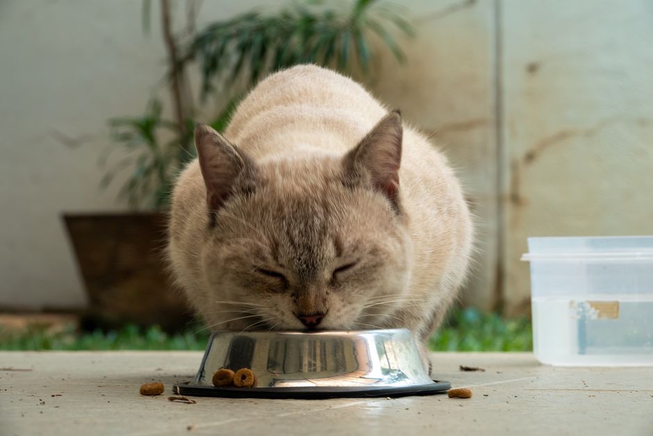 フードを食べる猫のクローズアップ（猫の夏バテ対策フード選びのイメージ）