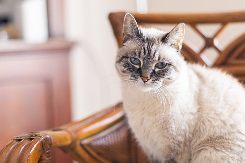 室内の椅子でくつろぐ猫（子猫・成猫・シニア猫の年齢別フード選びのイメージ）