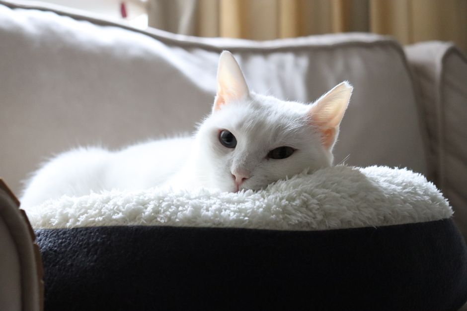 室内のソファの上のふかふかのベッドでくつろぐ穏やかな白猫。