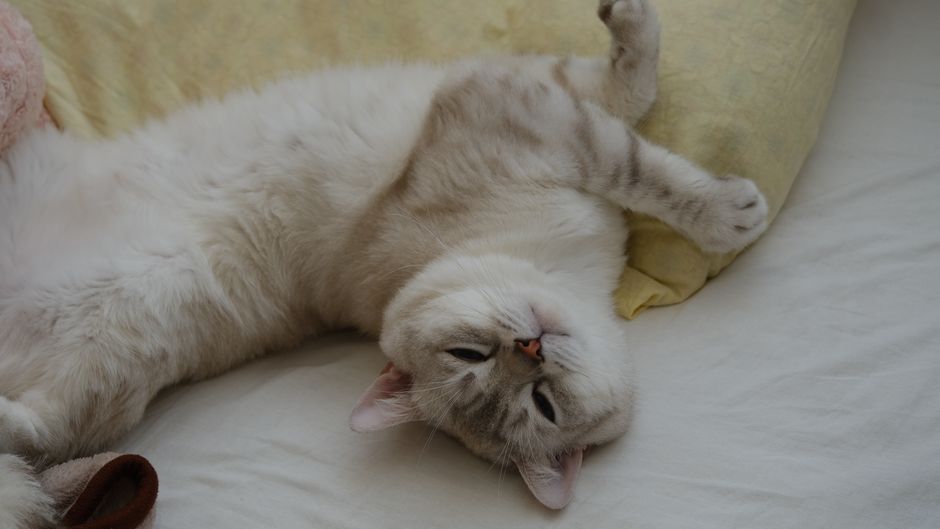 室内のベッドで気持ちよさそうに休んでいる白い飼い猫。
