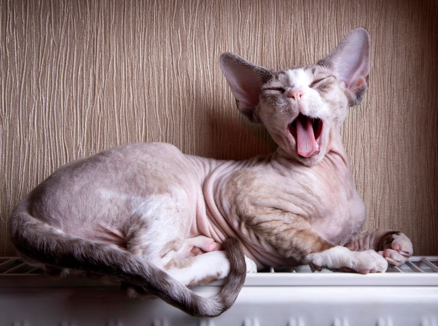 毛のないスフィンクス猫が、テクスチャのある壁の上の白いヒーターの上でくつろぎながらあくびをしています。