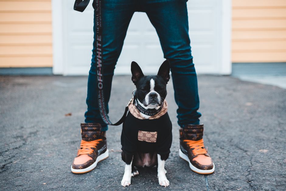 デザイナーズの服を着たおしゃれなフレンチブルドッグが、飼い主と一緒に屋外に立っています。