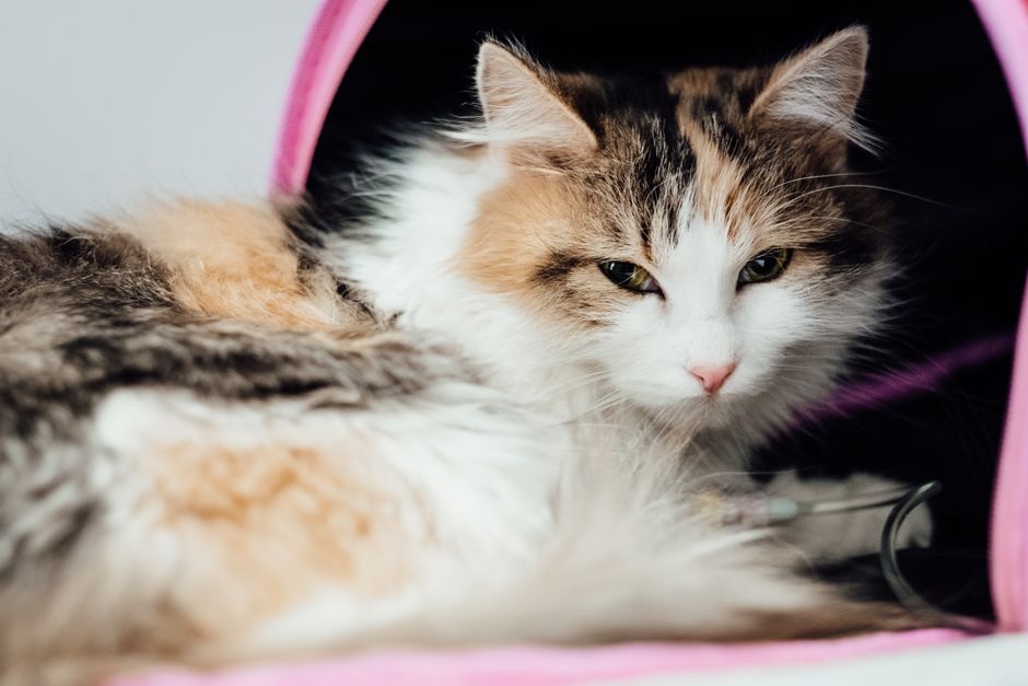 ペットクリニックでIV療法を受けているタビー猫のクローズアップ。獣医療テーマに最適です。