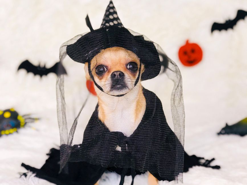 ハロウィンのために魔女の衣装を着たかわいいチワワ、コウモリとカボチャの飾り付き。