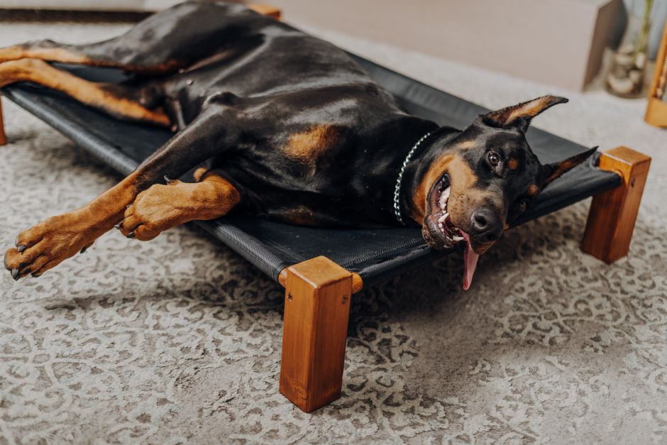 スタイリッシュな室内犬用ベッドで快適にくつろぐ幸せなドーベルマン。