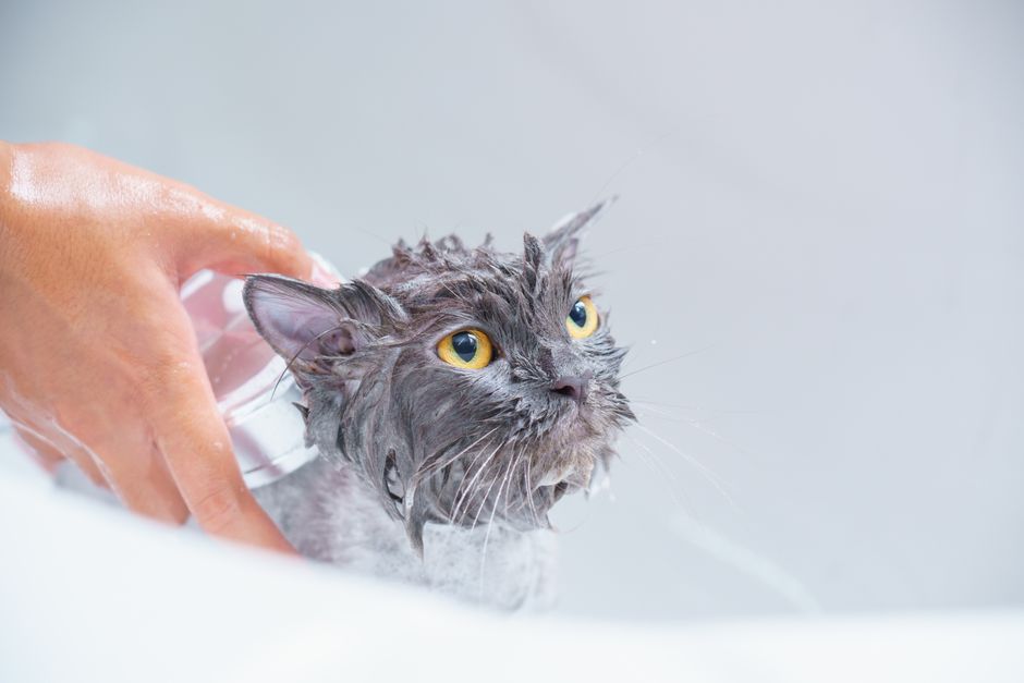 黄色い目を持つ灰色の猫が、手で優しく洗われているクローズアップのビュー。