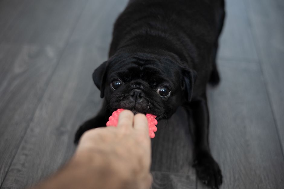 犬の歯磨き・デンタルケア|屋内で人間と引っ張り合いをしているかわいい黒パグ、遊び心満載の行動を見せています。