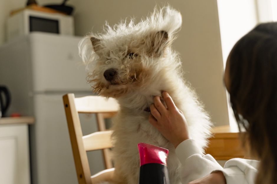 ふわふわの犬が飼い主により自宅でドライヤーでグルーミングを受けています。