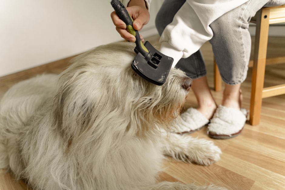 換毛期ブラシでふわふわの犬をブラッシングする室内の様子