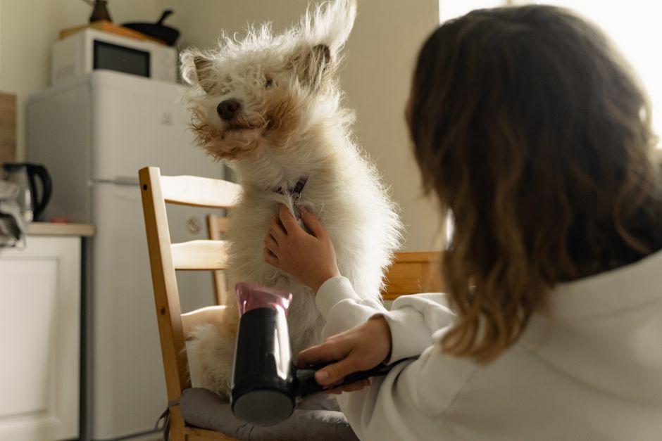 居心地の良い室内環境で、ふわふわの白い犬にドライヤーを使っている人。