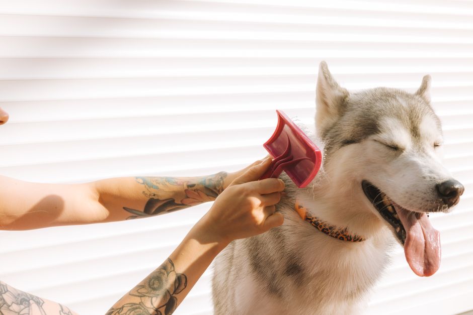 犬猫の換毛期ブラシ・抜け毛対策|ピンクのブラシで幸せなシベリアンハスキー犬を手入れしているタトゥーを入れた手。