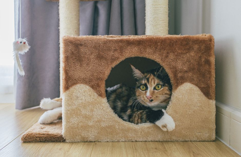 猫の爪とぎおすすめ10選のイメージ