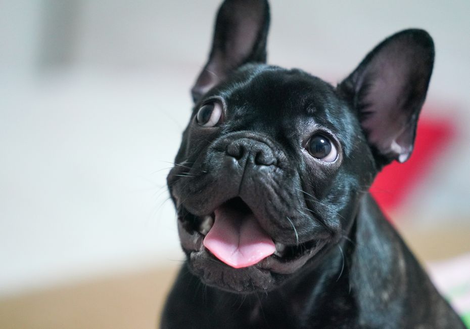犬用ヒーターおすすめ比較 低温やけどを避ける温度と置き方のイメージ