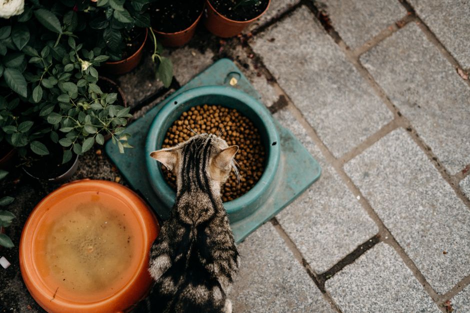 猫用自動給餌器おすすめ7選のイメージ