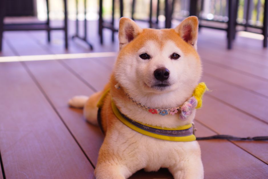 犬の光る首輪・迷子札おすすめ 光る首輪・ハーネス・リード・クリップライトの比較のイメージ