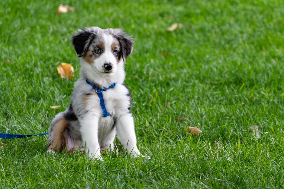 犬用ハーネスおすすめ10選のイメージ
