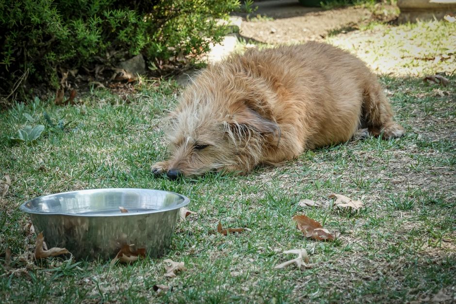 屋外で金属製の給水ボウルのそばでくつろぐ犬(ペット用給水器の設置イメージ)